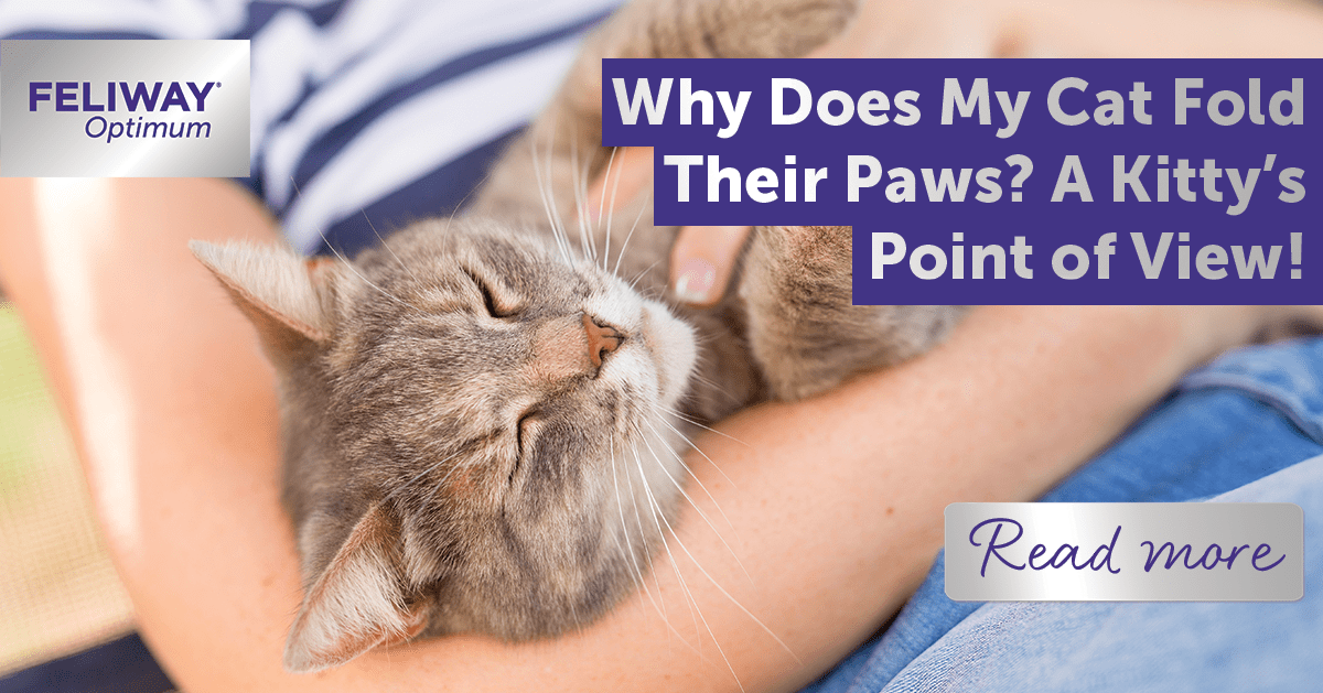 Why does my cat fold their paws? A kitty's point of view!
